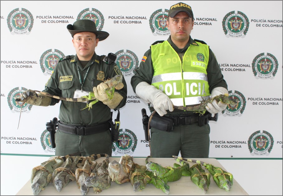 Rescatamos 11 iguanas que iban hacer comercializadas