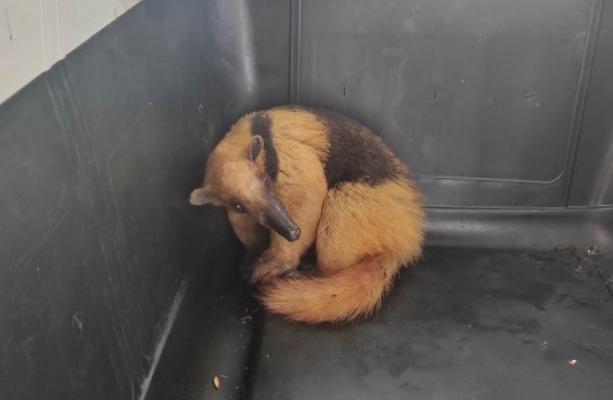 Rescatamos_un_oso_hormiguero_en_el_municipio_del_socorro_3