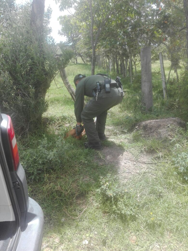 Salvamos a un canino que había sido envenenado 