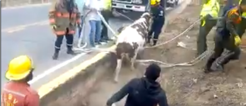  rescate-de-semoviente