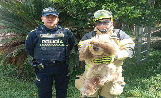 La protección de la fauna silvestre, un compromiso con el medio ambiente