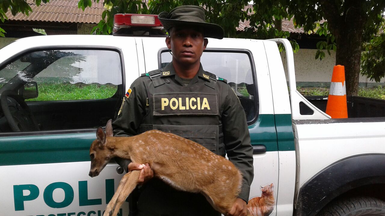 rescate -venado-Turbo