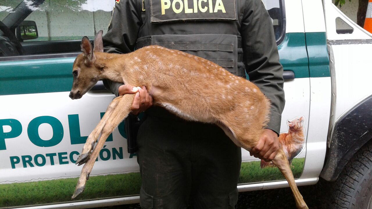 rescate -venado-Turbo