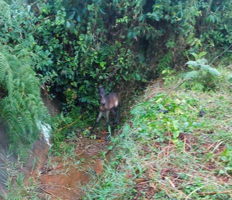 Caballo-rescatado-por-la-Policía