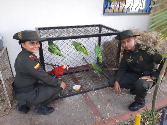 Policía de Neiva a través de los patrullajes ambientales, rescatan 05 animales silvestres