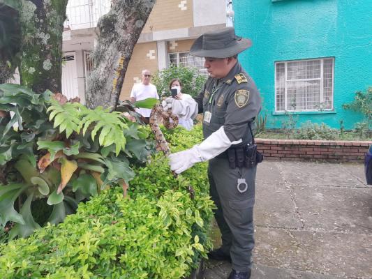 Rescatamos una boa constrictor 