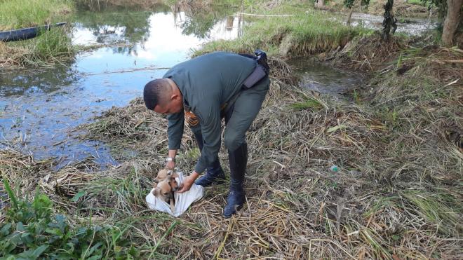 Rescate de 3 cachorros