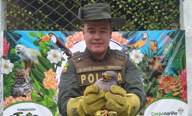 Se llevarán a cabo los procesos necesarios para la rehabilitación y liberación del ave. 