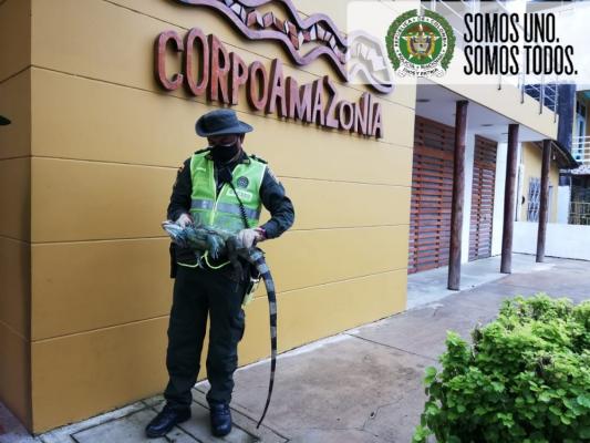 Logramos el rescate de un reptil sin lesiones graves