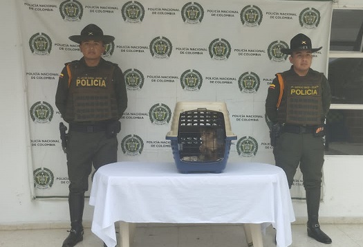 Rescate de mono maicero