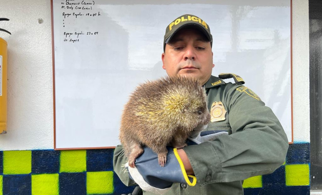 Rescata y regresa a casa a un puercoespín