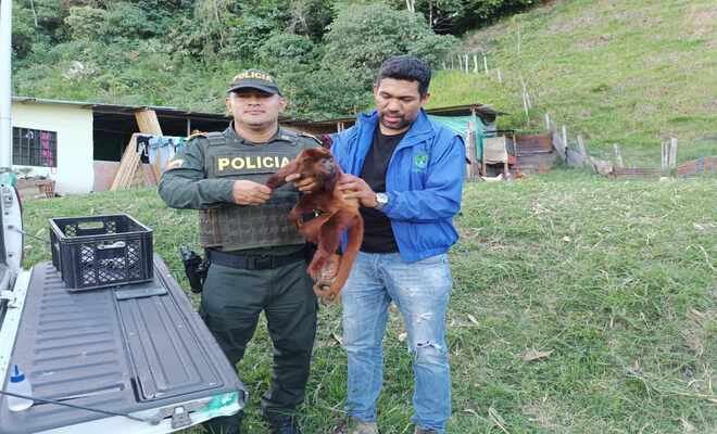 En Rioblanco la Policia logró la ubicación y rescate de un mono aullador al parecer herido