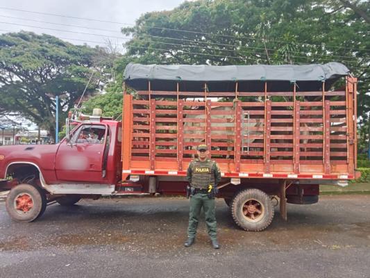 Acciones operativas contra el hurto sobre cabezas de ganado en el Meta