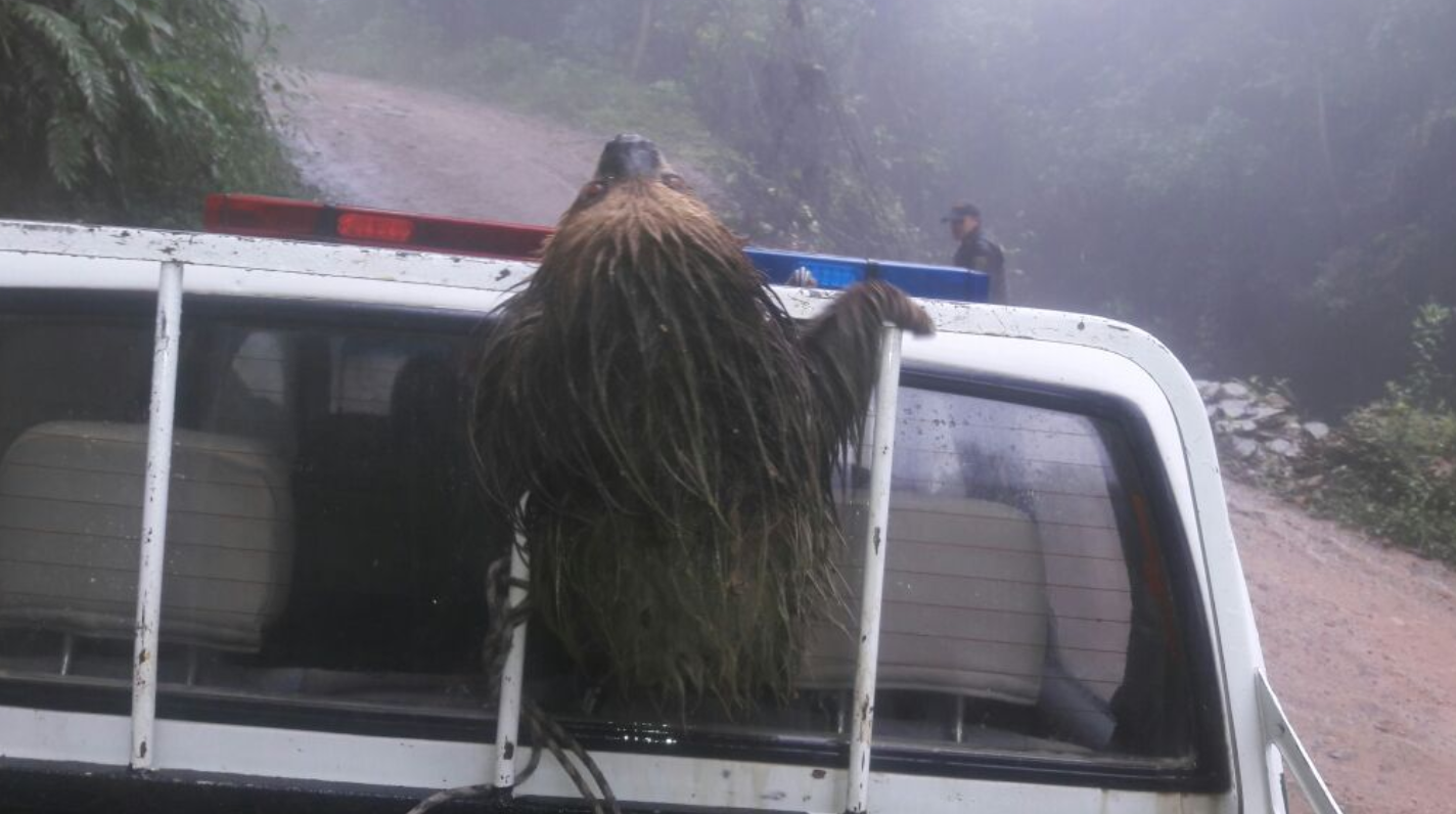 Rescatado oso perezoso Choloepus