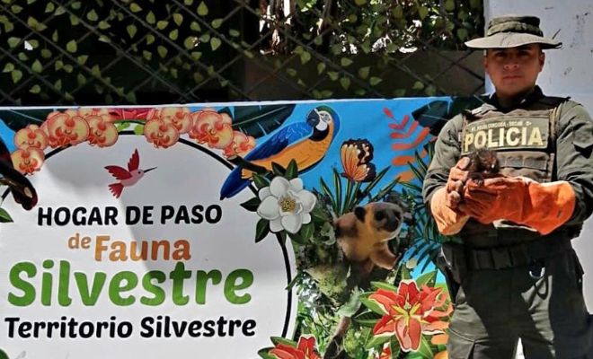 se logra rescatar un puerco espín en Catambuco