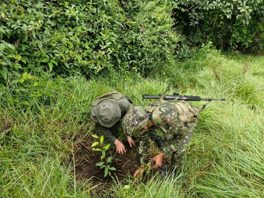 Sembratón en Sandoná 