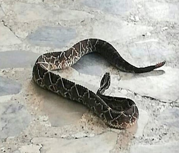 Serpiente cascabel incautada