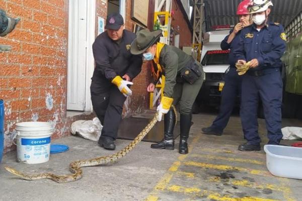 Comprometidos con la protección animal en Manizales