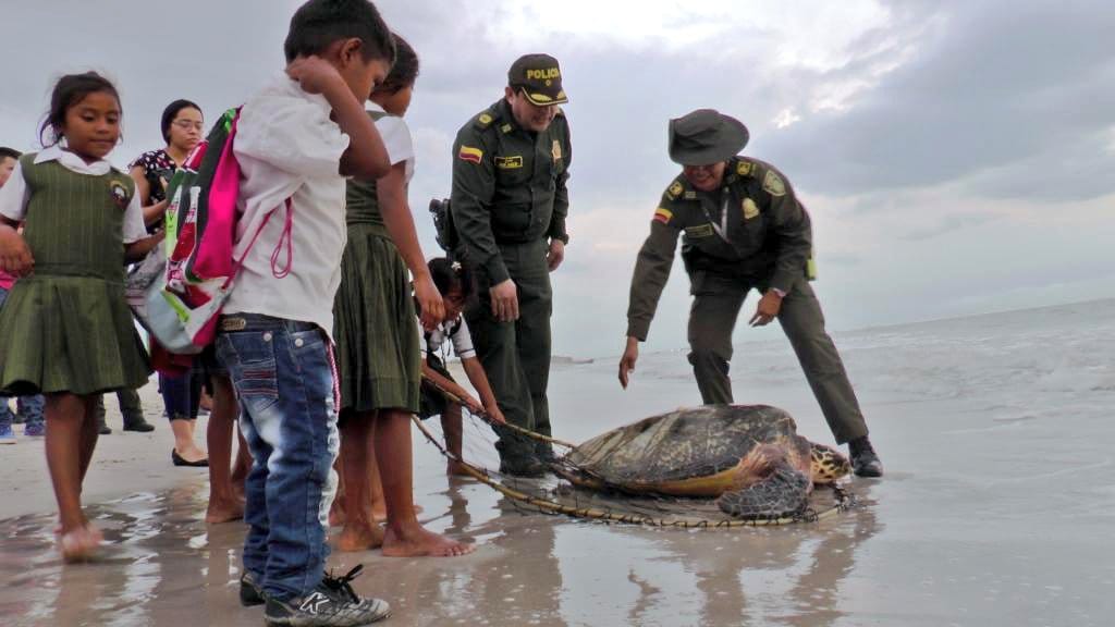 tortugas-liberradas-en-playas-de-riohacha