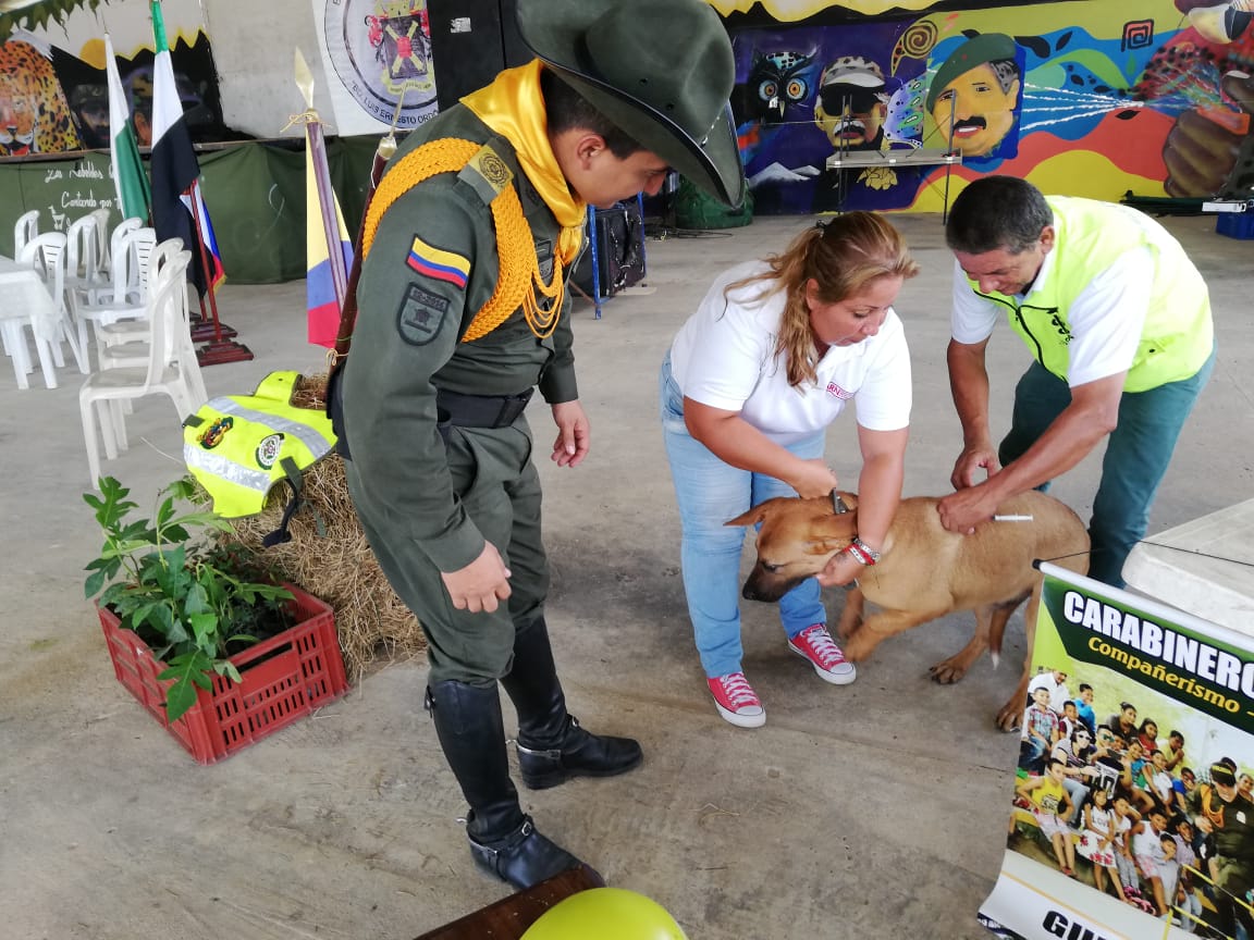 Vacunación de perros