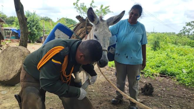 Valoración de los dos equinos de doña Rosiris