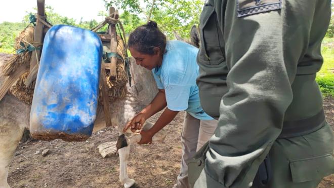 Valoración de los dos equinos de doña Rosiris.