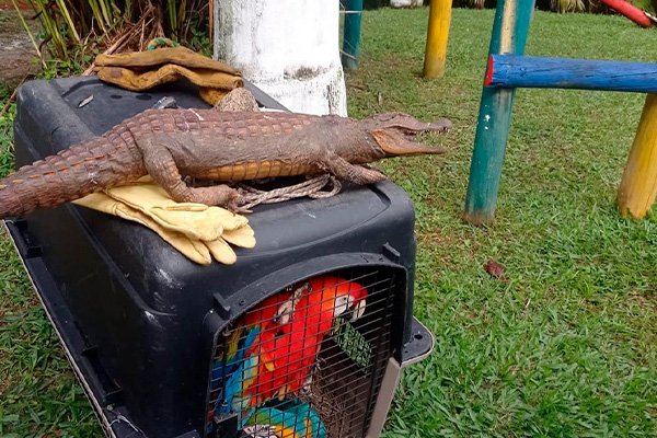 Recuperación de diferentes especies en vía de extinción 