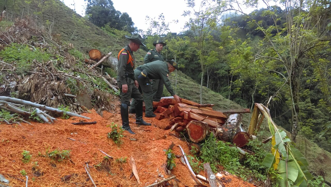 14 metros cubicos de madera incautada 