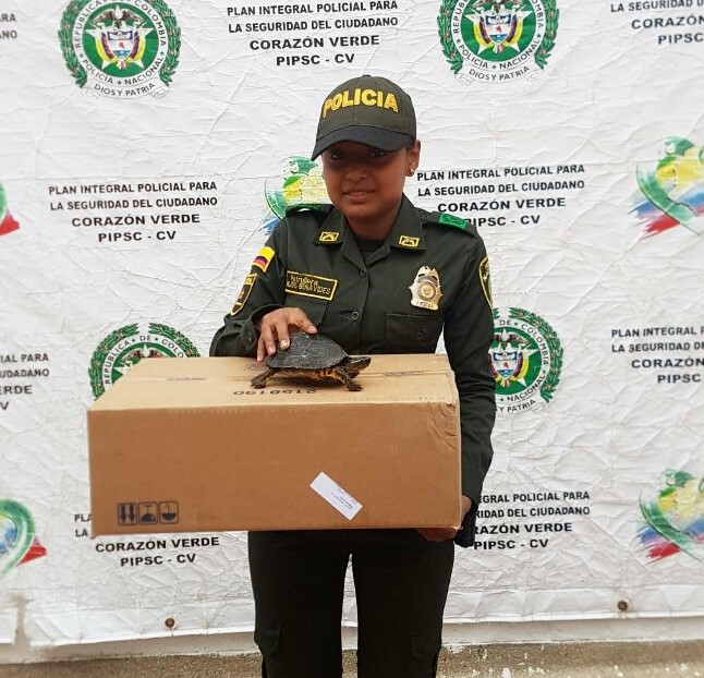 Tortuga recuperada 