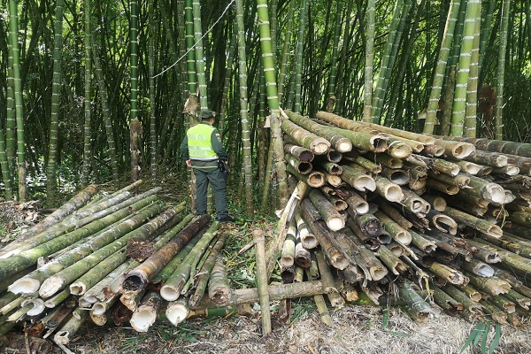 Incautación de 2.5 metros cúbicos de madera 