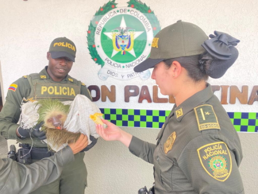 El mamífero en vía de extinción fue encontrado por la ciudadanía