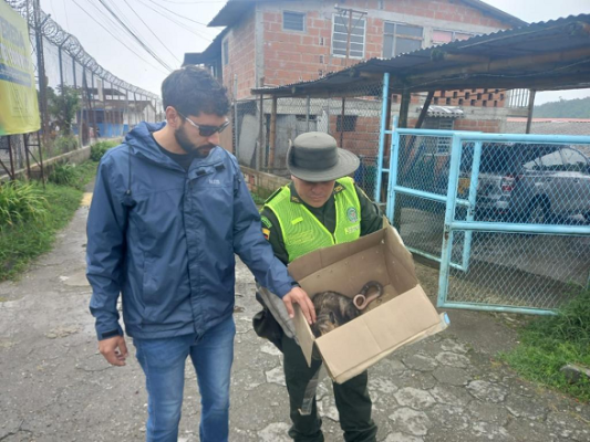 El grupo de protección ambiental logró la incautación de una zarigueya 