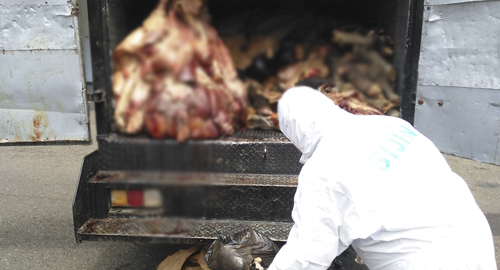 080915-incautacion-carne-mal-estadocucuta