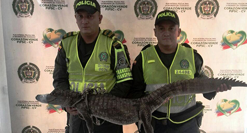 280515-rescate-cocodrilo-perdido-colegio