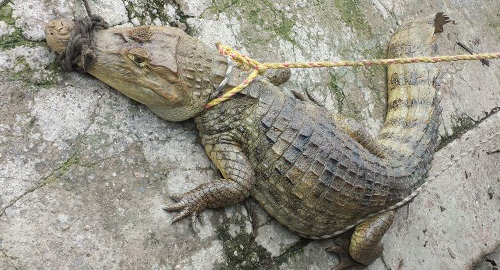 200515-cesar-rescate-reptil