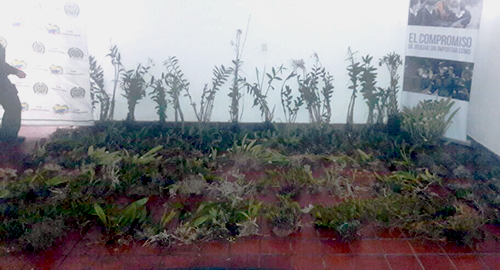 720-Plantas de diferentes variedades- orquídeas-incautó la Policía Nacional-ambiental