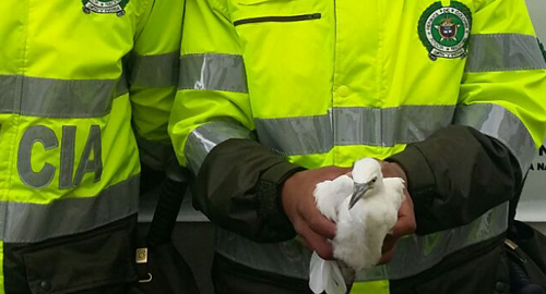 261115-rescate-ave-silvestre-narino-policia-ambiental