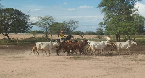 140715-incautacion-recuperacion-ganado-cesar