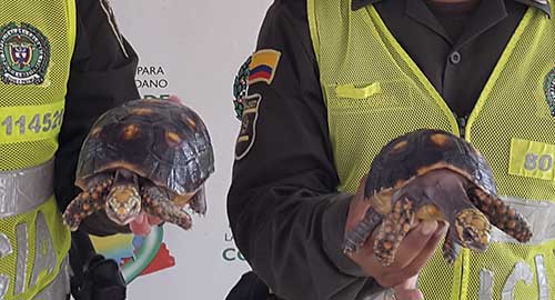 250415-recupecion-tortugas-en-cautiverio-antioquia