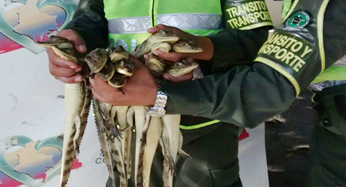 policia-babillas-incautacion