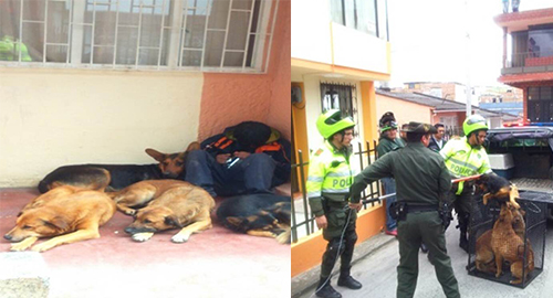 050615-recate-caninos-callejeros-abandono