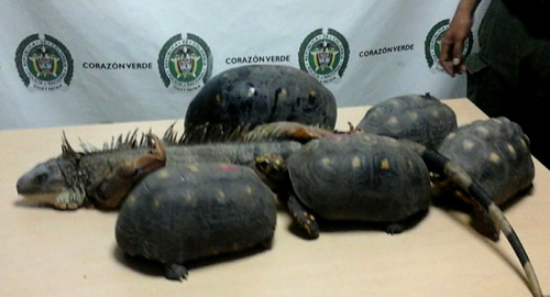 especies-incautadas-magdalena-policia