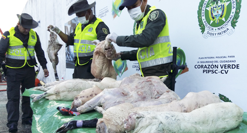 140815-incautacion-carne-animales-amazonas