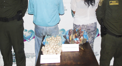 161215-ambiental-captura-pareja-tortuga