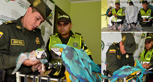 RESCATE DE PAPAGAYOS POLICIA AMBIENTAL