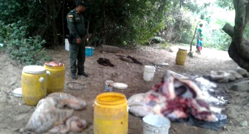 policia-desmantela-matadero-clandestino