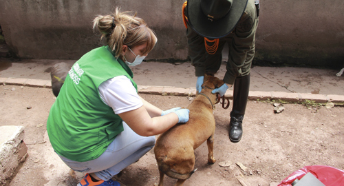 120815-actividad-exterilizacion-canina-bacunas-piedecuesta