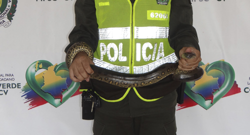 160715-incautacion-reptil-meta-proteccion-fauna