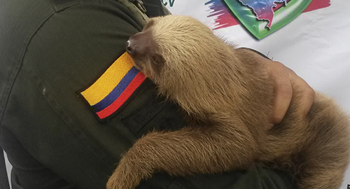 030615-rescate-osoperezoso-narino