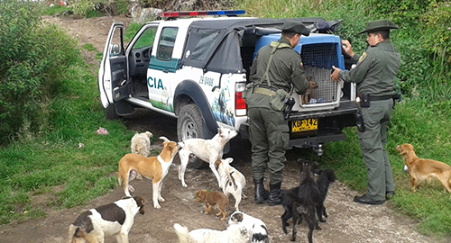 161214-cacinos-protecion-animales-narino